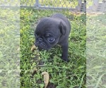 Small Photo #85 Pug Puppy For Sale in HILLSDALE, MI, USA