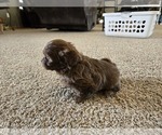 Small #7 ShihPoo
