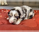 Small Photo #4 Australian Shepherd Puppy For Sale in SALISBURY, NC, USA