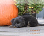 Small Photo #6 Pom-Shi Puppy For Sale in DINWIDDIE, VA, USA