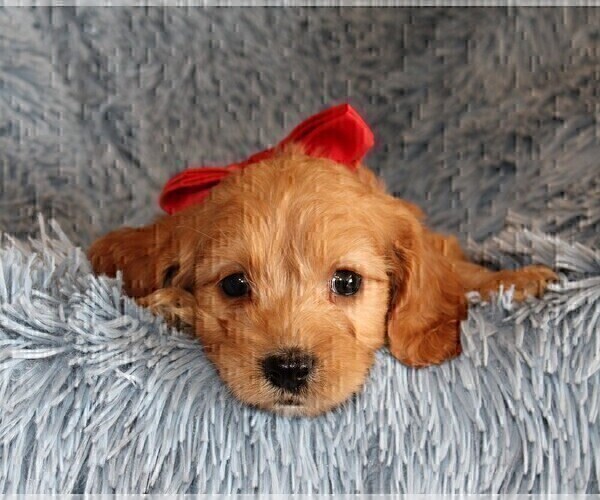 Medium Photo #1 Cockalier-Poodle (Miniature) Mix Puppy For Sale in STANLEY, WI, USA