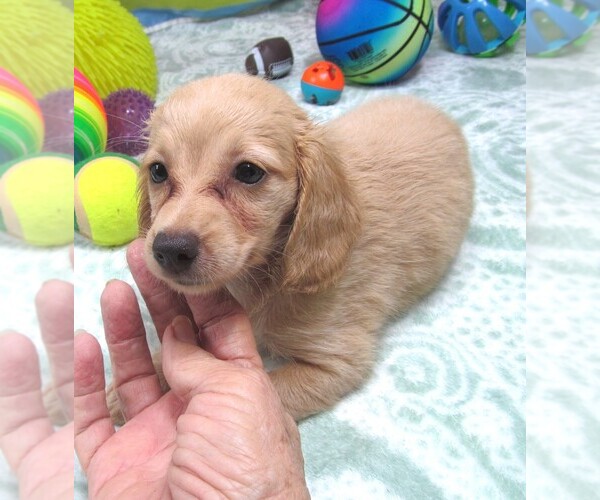 Medium Photo #6 Chiweenie Puppy For Sale in RATTAN, OK, USA