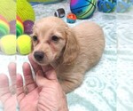 Small #5 Chiweenie
