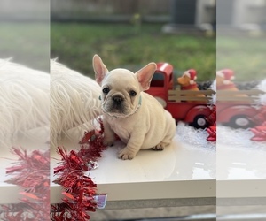 French Bulldog Puppies For Sale Near Daytona Beach Florida Usa Page 1 10 Per Page Puppyfinder Com