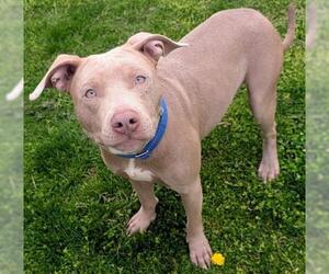 Mutt Dogs for adoption in Akron, OH, USA