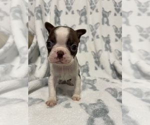 Boston Terrier Puppy for sale in CHARLOTTESVILLE, VA, USA