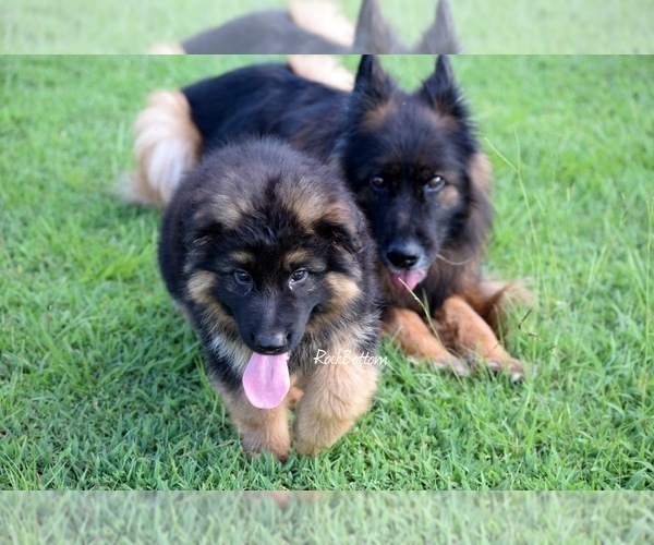 Medium Photo #4 German Shepherd Dog Puppy For Sale in MORRILTON, AR, USA