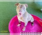 Small American Pit Bull Terrier