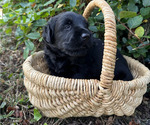 Small #5 Black Russian Terrier