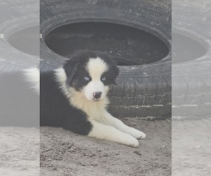 Australian Shepherd Puppy for sale in DUNNELLON, FL, USA