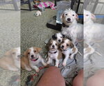 Small #1 Mutt