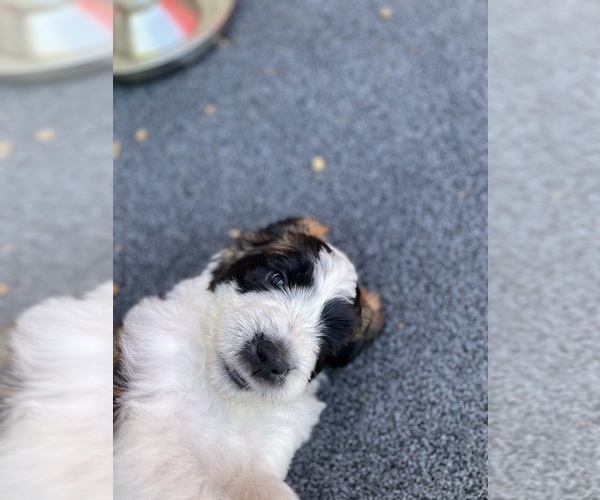 Medium Photo #3 Saint Berdoodle Puppy For Sale in ELK RIVER, MN, USA