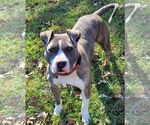 Small #3 American Pit Bull Terrier Mix