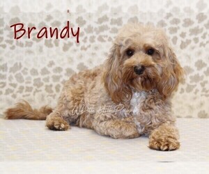 Mother of the Cavapoo puppies born on 04/14/2025