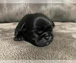 Puppy AKC black girl Pug