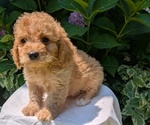 Small Photo #33 Cavapoo Puppy For Sale in GOSHEN, IN, USA