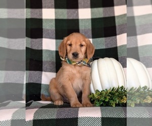 Golden Retriever Puppy for sale in KIRKWOOD, PA, USA