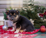 Puppy Pablo Mutt-Pembroke Welsh Corgi Mix