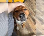 Small #1 Mutt