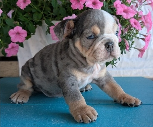 Medium Photo #7 English Bulldog Puppy For Sale in GOSHEN, IN, USA