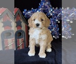 Puppy Texas Australian Labradoodle