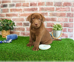 Small #4 Labrador Retriever