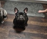 Small Photo #1 French Bulldog Puppy For Sale in VERSAILLES, IN, USA
