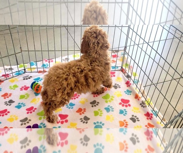 Medium Photo #13 Cock-A-Poo-Poodle (Miniature) Mix Puppy For Sale in ORO VALLEY, AZ, USA