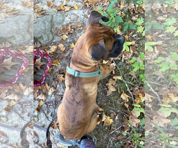 Medium Photo #4 Boxer Puppy For Sale in Woodbury, MN, USA