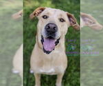 Small #6 Labrador Retriever Mix