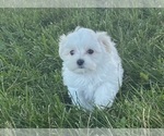 Small #1 Maltese