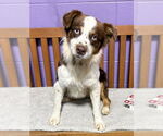 Small #1 Australian Shepherd Mix