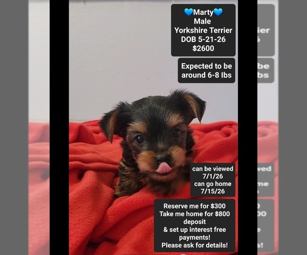 Medium Photo #1 Yorkshire Terrier Puppy For Sale in TUCSON, AZ, USA