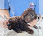 Small #1 Labradoodle