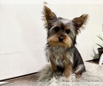 Small #6 Yorkshire Terrier