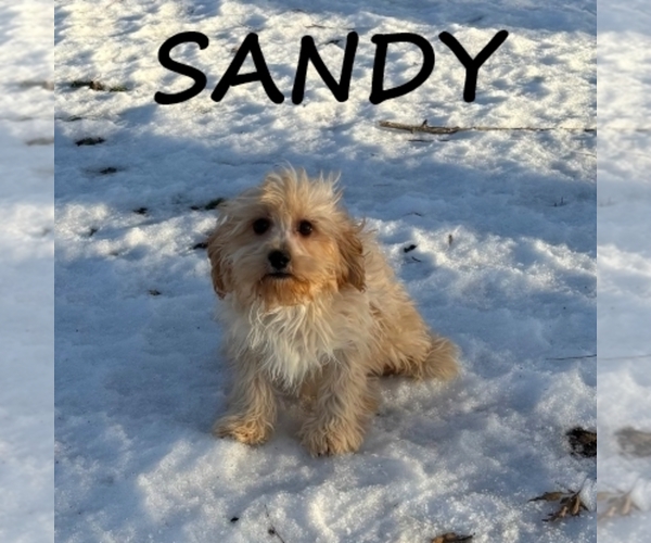 Medium Photo #2 Cavapoo (Miniature) Puppy For Sale in HARTLAND, MN, USA