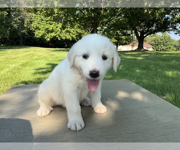 Medium Photo #3 Great Pyrenees Puppy For Sale in MOUNT VERNON, IL, USA