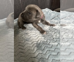 Cane Corso Puppy for sale in DENVER, CO, USA