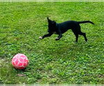 Small #2 American Pit Bull Terrier-Labrador Retriever Mix