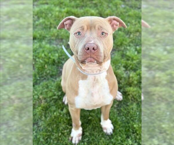 Medium Photo #1 American Pit Bull Terrier-Unknown Mix Puppy For Sale in Conroe, TX, USA