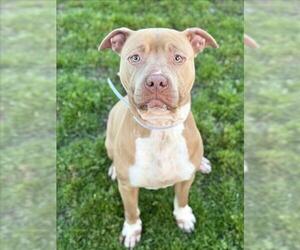 American Pit Bull Terrier-Unknown Mix Dogs for adoption in Conroe, TX, USA
