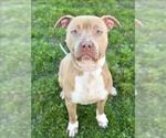 Small American Pit Bull Terrier Mix