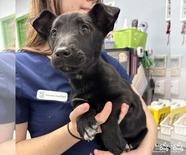 Medium Photo #5 Labrador Retriever-Unknown Mix Puppy For Sale in Washington, DC, USA