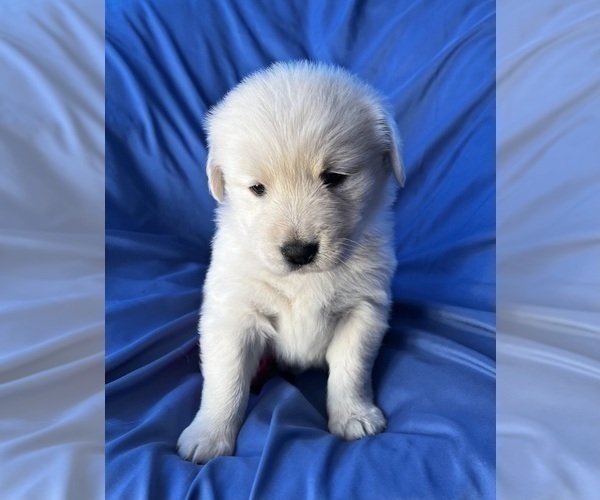 Medium Photo #3 Golden Labrador Puppy For Sale in LIVE OAK, FL, USA