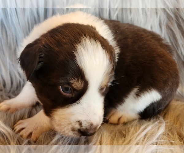 Medium Photo #4 Australian Shepherd Puppy For Sale in FLORENCE, CO, USA