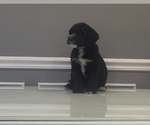 Small Photo #56 Bernedoodle-Labradoodle Mix Puppy For Sale in MILFORD, NJ, USA