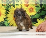 Spirit - Male Poodle (Toy) Puppy for Sale - Photo #9