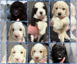 Sheepadoodle Puppy for sale in GOLD CANYON, AZ, USA