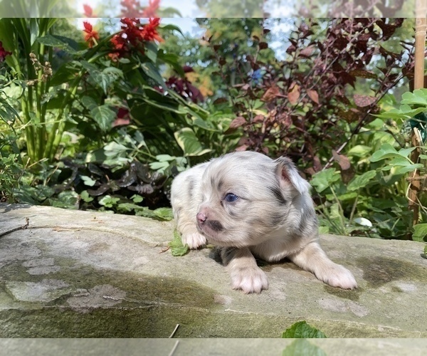 Medium Photo #36 Bullhuahua-Chihuahua Mix Puppy For Sale in RAWSONVILLE, MI, USA