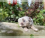 Small Photo #36 Bullhuahua-Chihuahua Mix Puppy For Sale in RAWSONVILLE, MI, USA